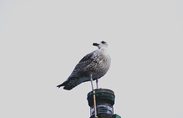 Seagull Perched Top Boat Mast — Stock Photo, Image