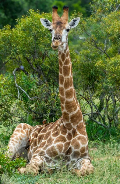 Vertical Shot Giraffe Sitting Ground Covered Greenery Sunlight Daytime — Stock Photo, Image