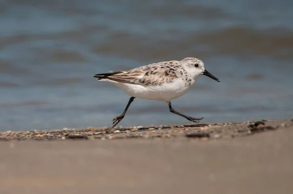 Low Pov Close Shore Bird Sanderling Praia Charleston South Carolina — Fotografia de Stock