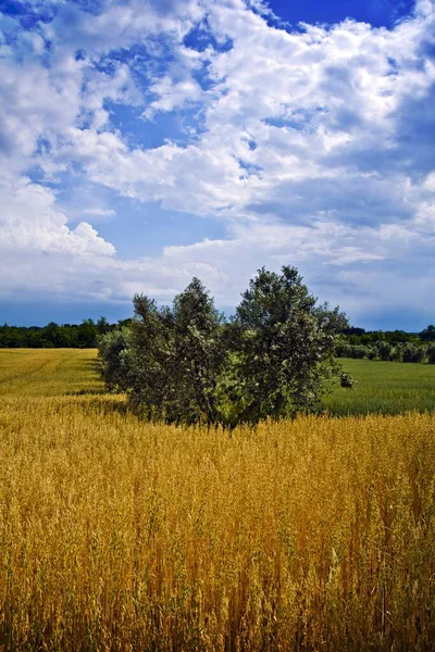 Завораживающее Красивое Пшеничное Поле Среди Зелени Облачным Небом — стоковое фото