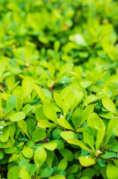 Vertikální Detailní Záběr Mokrých Čerstvých Listů Rostliny Poli Během Dne — Stock fotografie