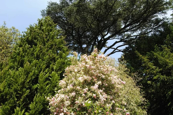 Bad Vereinigtes Königreich Mai 2020 Botanischer Garten Und Royal Victoria — Stockfoto