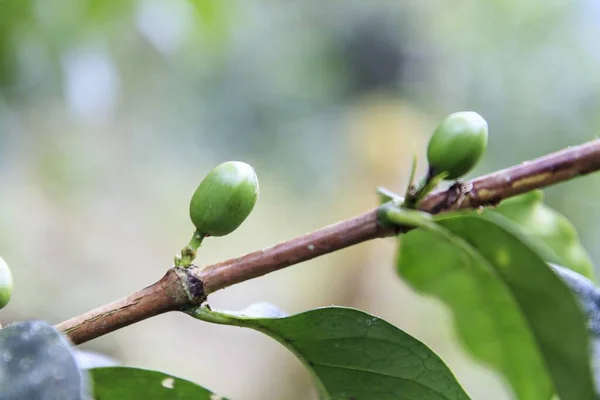 Ağacın Dalındaki Yeşil Kahve Çekirdekleri — Stok fotoğraf