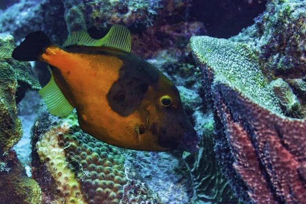 Whitespotted Filefish Апельсиновий Сорт Плаває Над Коралом — стокове фото