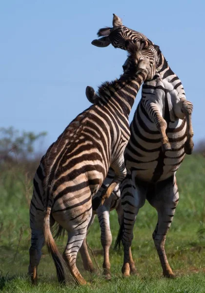 Duas Zebras Lutando Campo Coberto Vegetação Sob Luz Solar Durante — Fotografia de Stock