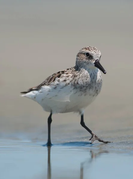 Low Pov Close Shore Bird Sanderling Sulla Spiaggia Charleston South — Foto Stock
