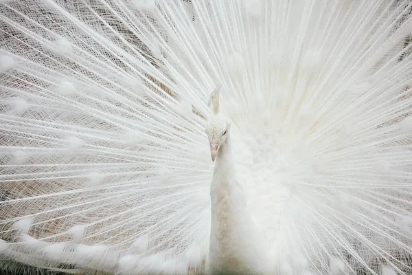 A beautiful Indian peafowl with white feathers and a long tail