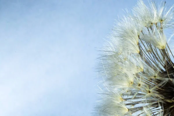 青い空に対するタンポポの花 — ストック写真