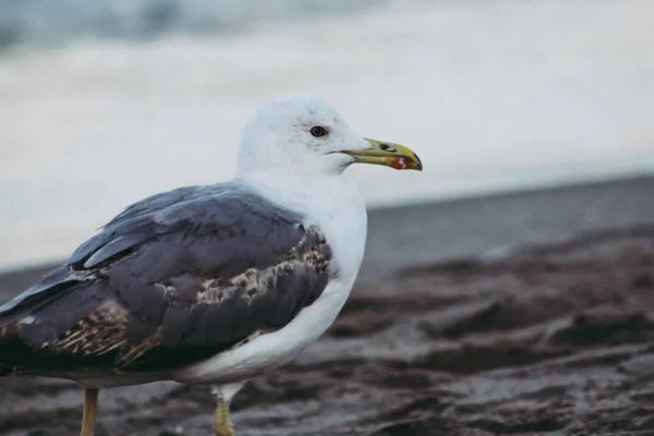 Mouette Sur Plage Sable — Photo