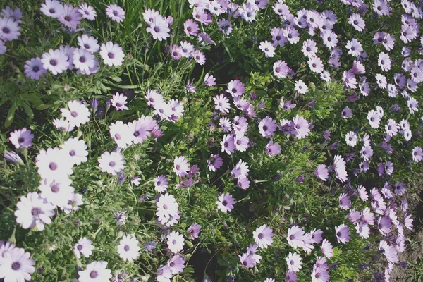 Vackra Lila Blommorna Trädgården — Stockfoto