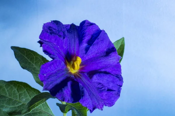 Hermosa Flor Petunia Aislada Sobre Fondo Azul — Foto de Stock