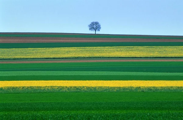 Tiro Horizontal Uma Única Árvore Campo Amarelo Verde — Fotografia de Stock