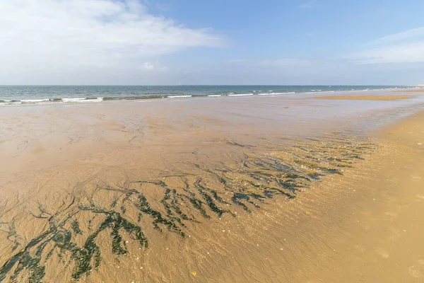 Морские Водоросли Берегу Песчаного Пляжа — стоковое фото