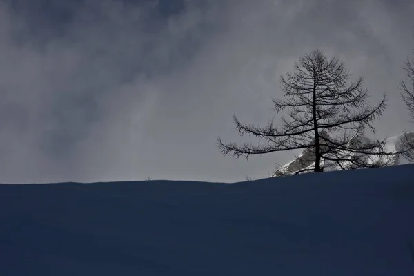 Ein Schöner Kleiner Kahler Baum Auf Einem Bewölkten Nebligen Hintergrund — Stockfoto