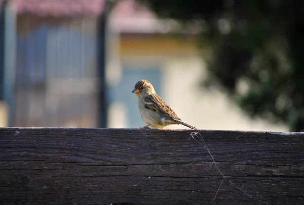 フェンスの上の赤ちゃん鳥 — ストック写真