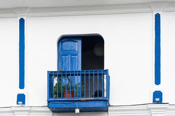 Closeup Beautiful Blue Balcony Plant Daytime — Stock Photo, Image