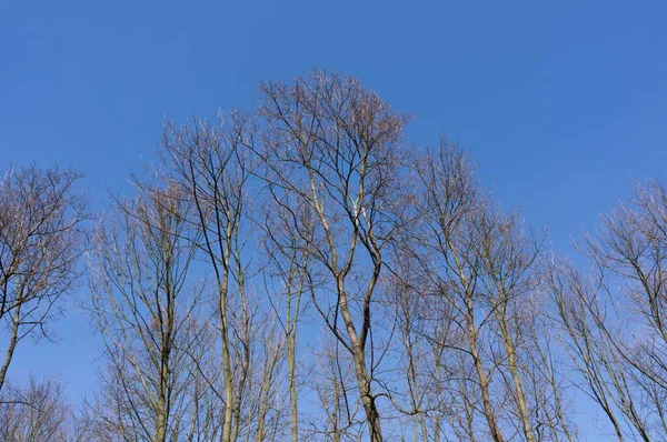 Nízký Úhel Záběr Suchých Stromů Pozadí Modré Oblohy — Stock fotografie