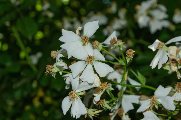 Detailní Záběr Bílé Růže Evergreen Pod Slunečním Světlem — Stock fotografie