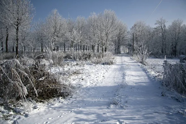 Caminho Parque Cercado Por Árvores Cobertas Neve Sob Luz Sol — Fotografia de Stock
