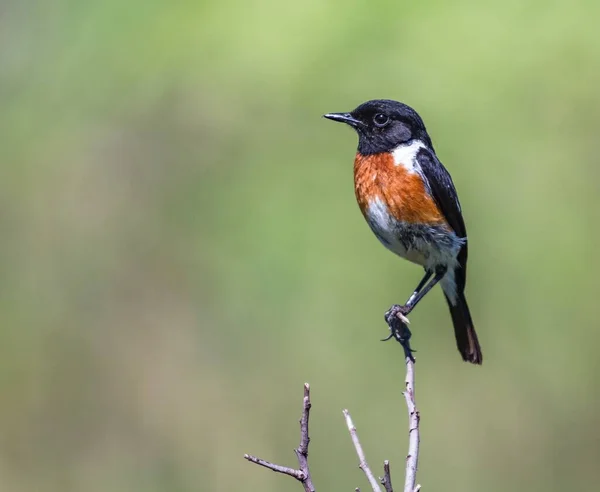 Foco Seletivo Stonechat Africano Que Está Galho Árvore Sob Luz — Fotografia de Stock