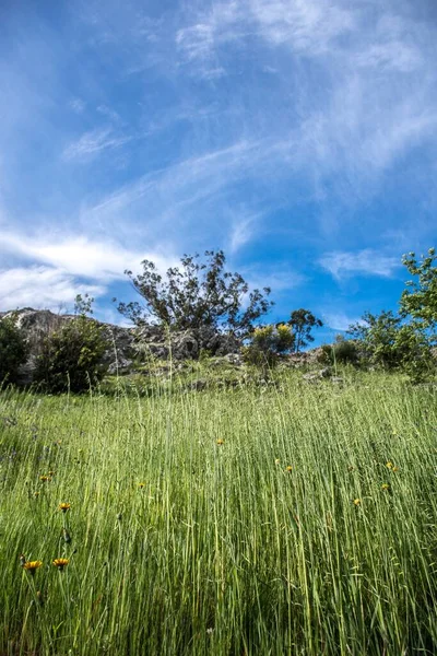 Het Grasveld Met Bomen Rotsachtige Heuvels Achtergrond — Stockfoto