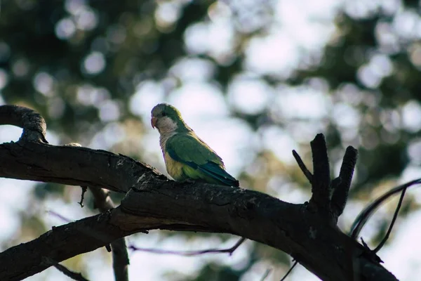 一只可爱的和尚鹦鹉坐在树梢上的低角度照片 — 图库照片