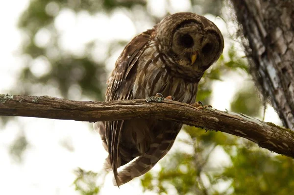 Close Image Barred Owl Perched Branch South Carolina Swamp Spanish — Stock Photo, Image