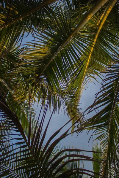 Снимок Пальмовых Ветвей Низким Углом Фоне Голубого Неба — стоковое фото