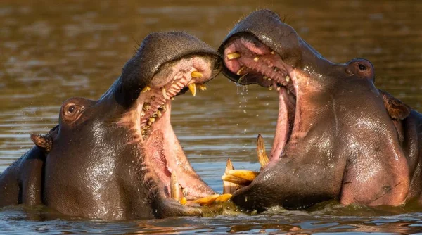 Dois Hipopótamos Lutando Lago Sob Luz Sol Com Fundo Turvo — Fotografia de Stock