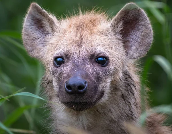 Portrait Spotted Hyena Field Covered Greenery Sunlight Daytime — Stock Photo, Image