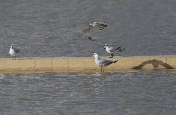 Mewa Auduinów Dzwoniąca Mewy Czarnogłowej Chroicocephalus Ridibundus Spoczywająca Ściance Działowej — Zdjęcie stockowe