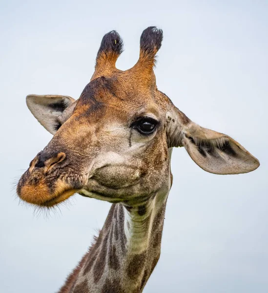 Retrato Uma Girafa Sob Luz Sol Durante Dia Com Fundo — Fotografia de Stock