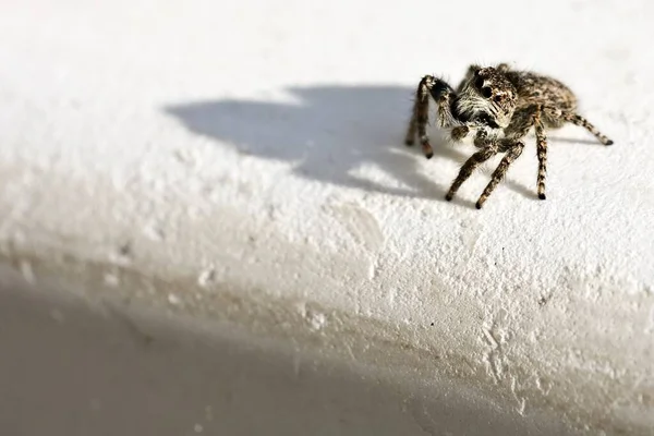 Gros Plan Petit Dendryphantes Sur Mur Sous Lumière Soleil — Photo