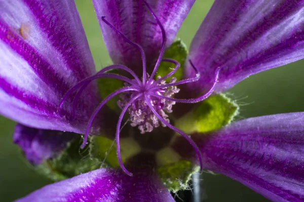 Krásná Fialová Květina Přírodním Prostředí — Stock fotografie