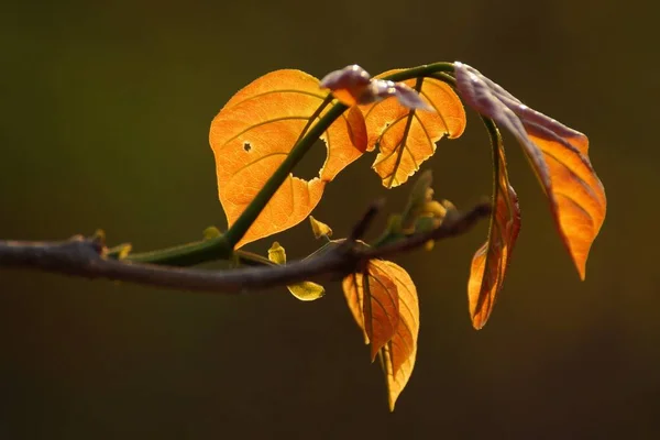 Närbild Skott Ett Träd Gren Med Bruna Blad — Stockfoto