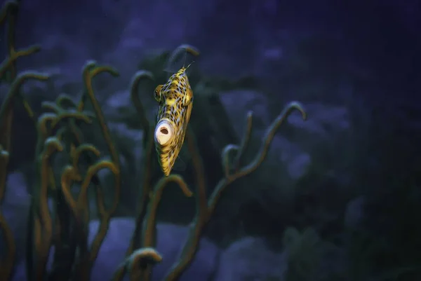 Ένα Κοντινό Πλάνο Ενός Κίτρινου Ψαριού Που Κολυμπούσε Στη Θάλασσα — Φωτογραφία Αρχείου