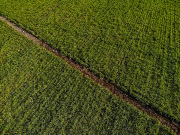 美しい緑の農地の空中撮影 — ストック写真