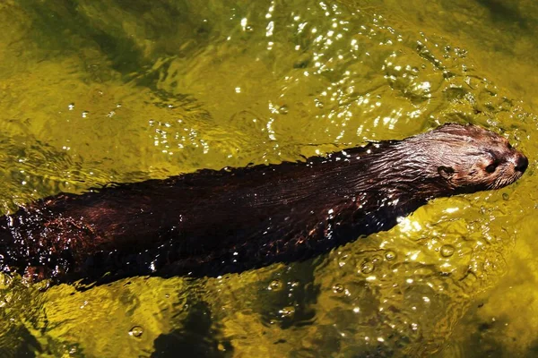 Tiro Horizontal Uma Marta Marrom Nadando Água Amarelada Com Cabeça — Fotografia de Stock
