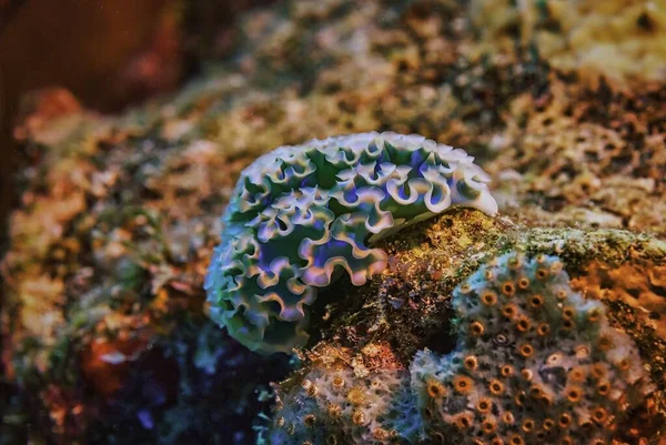 サンゴの上のレタスの海のナメクジの閉鎖 — ストック写真