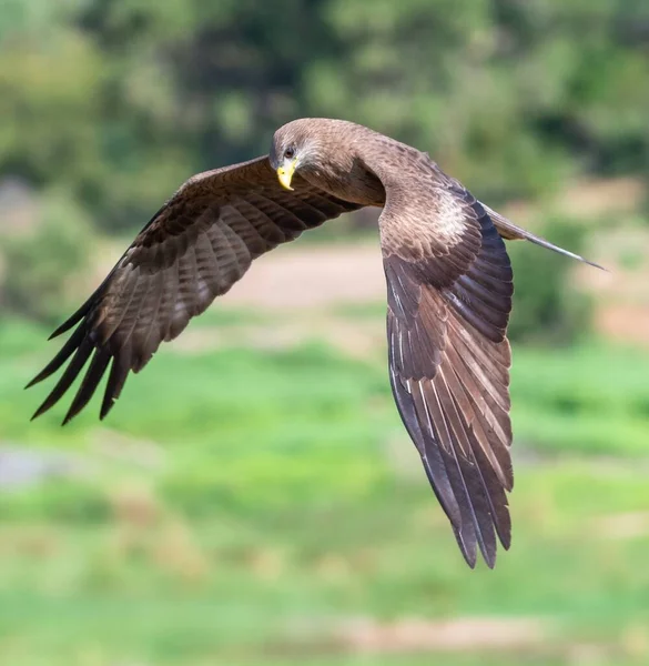 Een Selectieve Focus Van Een Vliegende Gele Vlieger Onder Het — Stockfoto