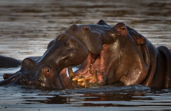 Deux Hippopotames Battant Dans Lac Sous Lumière Soleil Avec Fond — Photo
