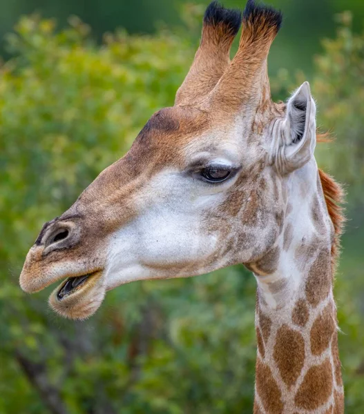 Ritratto Una Giraffa Immersa Nel Verde Campo Sotto Luce Del — Foto Stock