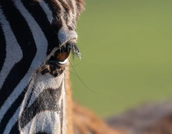 Een Close Shot Van Het Oog Van Een Zebra Onder — Stockfoto