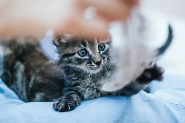 Gündüz Vakti Kanepede Oynayan Sevimli Bir Kedi Yavrusu — Stok fotoğraf