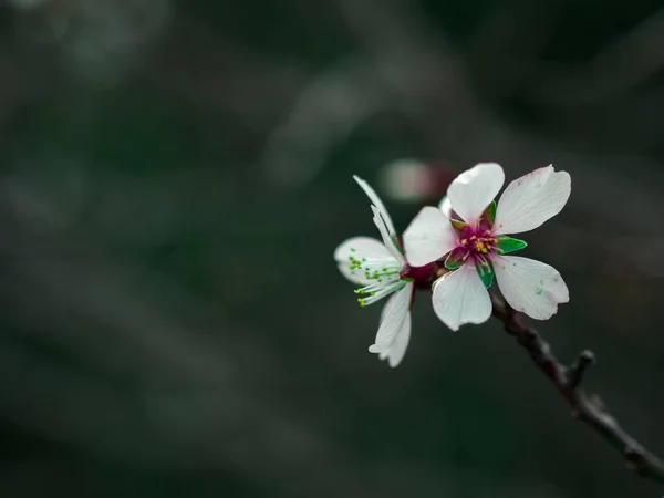 Enfoque Selectivo Una Flor Blanca Floreciendo — Foto de Stock