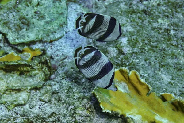 Zbliżenie Pary Banded Butterflyfish Pływanie Morzu — Zdjęcie stockowe