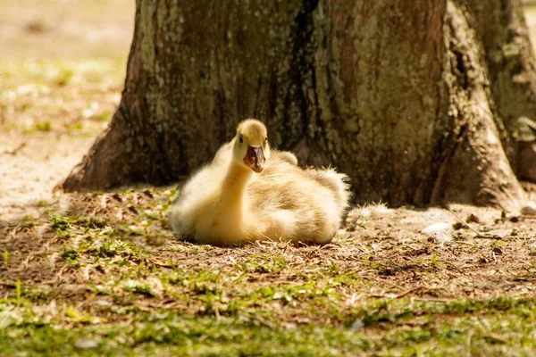 Closeup Shot Goose Sitting Ground Front Tree — Stock Photo, Image