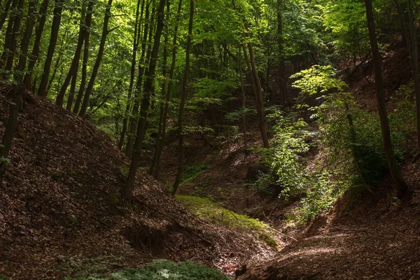 Hermoso Paisaje Bosque Con Vegetación Muchos Árboles Altos — Foto de Stock