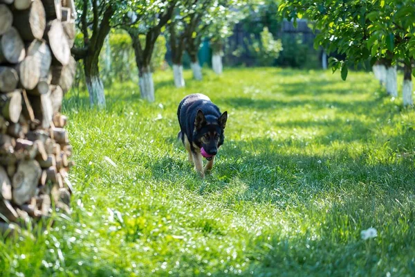 野原で遊んでいるドイツの羊飼いの犬の美しいショット — ストック写真