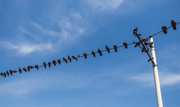 Die Tauben Hockten Auf Einem Stromkabel — Stockfoto